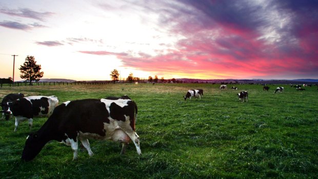 Dairy cattle on a farm near Singleton.