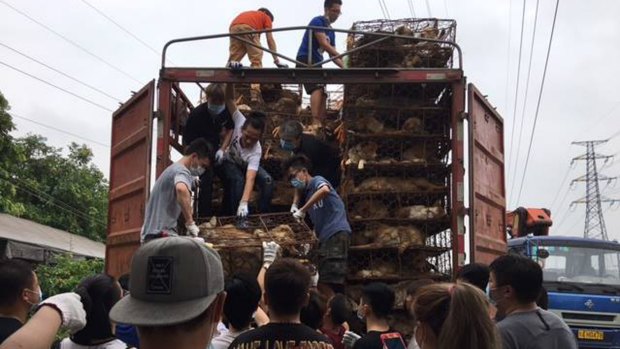 More than 100 Chinese activists rescue dogs and cats from a truck headed to slaughterhouses in Guangzhou on the eve of China's annual Yulin dog meat festival in 2017.
