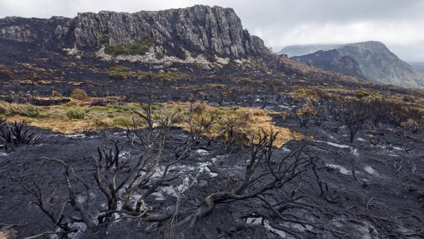 Unprecedented bushfires in 2016 torched Tasmania's World Heritage area and killed species which were not adapted to fire, including pencil and king billy pines and cushion plants. 