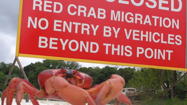 Visitors to Christmas Island will see plenty of crabs - but not apparently a new phosphate mine.
