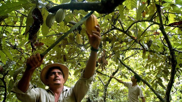 A cocoa plantation near Anapu, in the northern Amazon state of Para, Brazil.