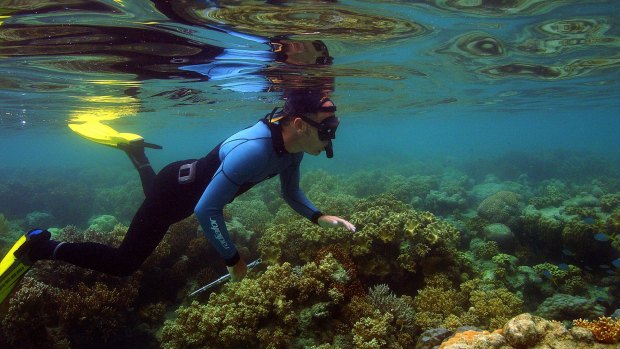 The Great Barrier Reef's Marine Park Authority climate change scientists inspect the reef near Lizard Island.  
                                                       