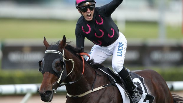 Pick me: The Monstar is hoping for a slot in The Kosciuszko via The Shorts on Saturday.