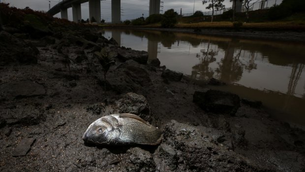 Dead fish washed up along the banks of Stony Creek in the days after last year's factory fire.