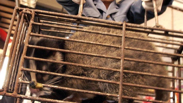 A civet cat at a wildlife market in Guangzhou, China. 