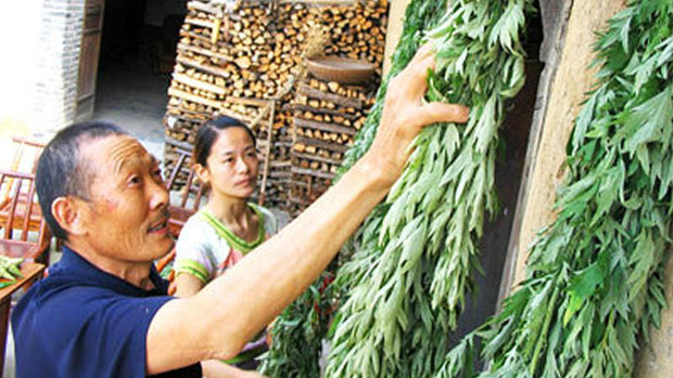 Locals in China hang wormwood leaves during the annual Dragon Boat Festival.