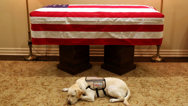 Sully, President George H.W. Bush's service dog, lies in front of his casket.