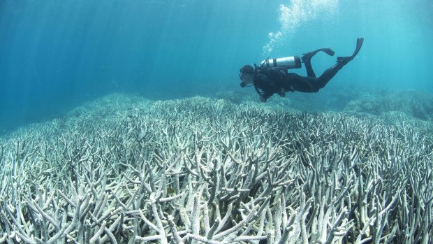 Coral bleaching near Heron Island in February 2016. A report prepared for UNESCO says global warming, which causes coral bleaching, is the reef's biggest threat.