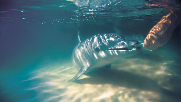 Two tight-knit dolphin families come in every evening to be hand-fed about 10 per cent of their daily diet in fish.