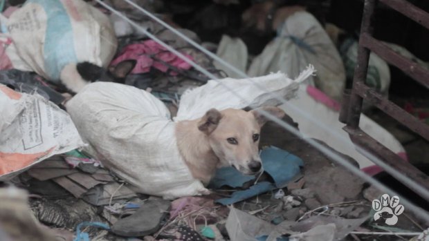 A dog in a filthy slaughterhouse in Solo awaits its fate.