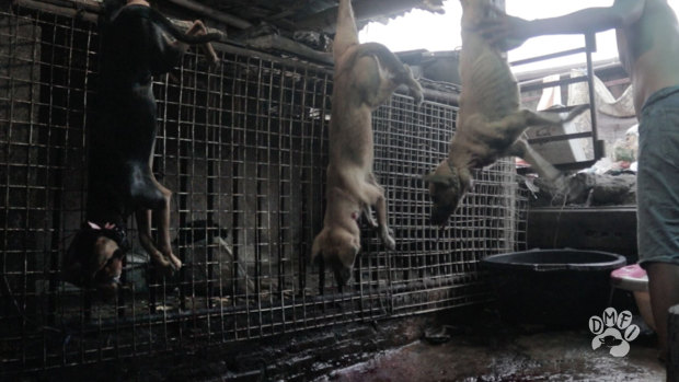 An expose revealed dogs being strung upside down in slaughterhouses in Surakarta.