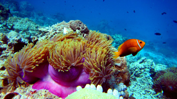 Global experts are backing UNESCO’s draft in danger rating for the Great Barrier Reef. 