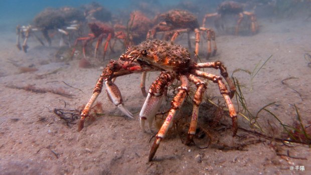 Giant spider crabs are making their way back to Port Phillip Bay.