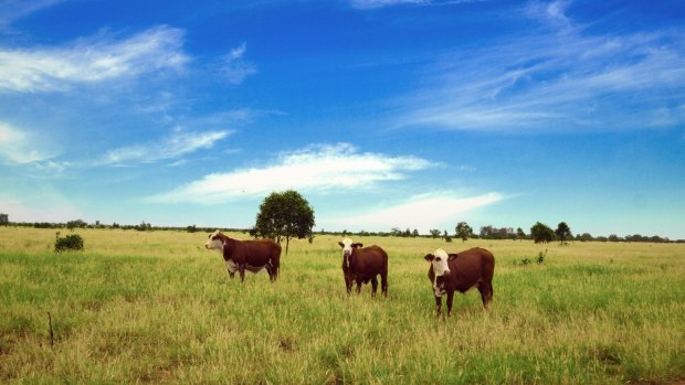 Farmland near Roma in southern Queensland.
