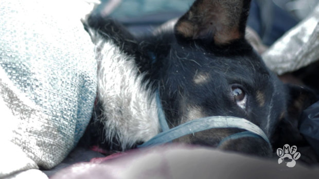 A dog, bound and waiting for slaughter in Surakarta .