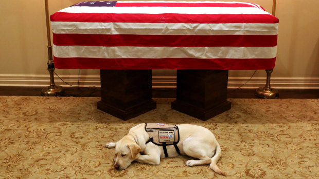 Sully, President George H.W. Bush's service dog, lies in front of his casket.