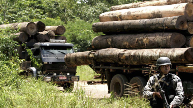 A soldier stands guard in front of a truck loaded with logs that were illegally cut from the Amazon rain forest.