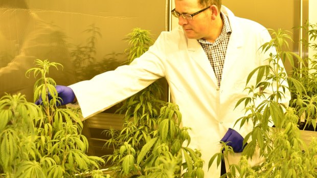 Medicinal cannabis will be dispensed to children in Victoria with severe epilepsy.