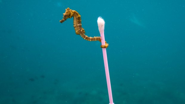 A small sea horse grabs onto garbage in Indonesia.
