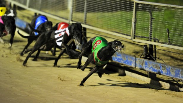 The Canberra Greyhound Club could continue to host sport after racing is banned on April 30. 