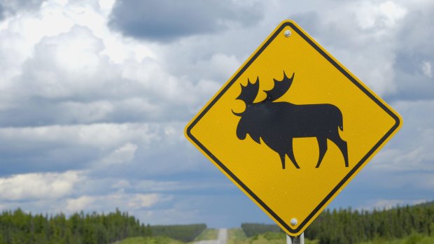Danger: moose. (This street sign is from Canada) 