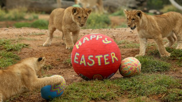 Lion cubs eye off some Easter treats at Melbourne Zoo last year.