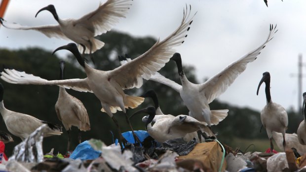 The researchers also want to focus on ibises.