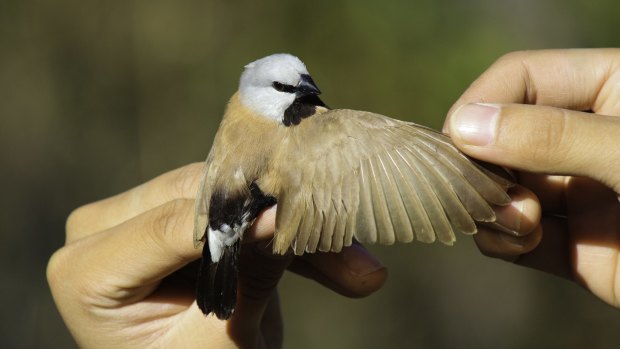 The presence of the black-throated finch is one stumbling block for the mining giant.