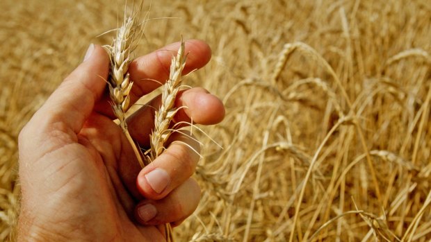 NAB is predicting a national wheat crop of 23.3 million tonnes.