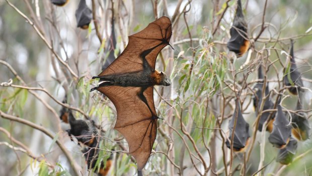 Once the Lyssavirus-infected bat was rescued, it was only handled by trained and vaccinated carers, according to Queensland Health.