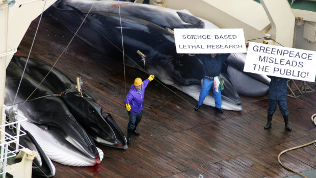 Whales are butchered on the deck of Japan's Nisshin Maru factory ship in a file picture as the whalers hold up placards in defiance at protesters.