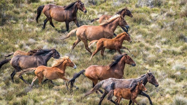 OEH staff are worried that the disappearance of their department will mean environmental issues, such as the health of the Kosciuszko National Park as feral horse numbers grow, will face less scrutiny.