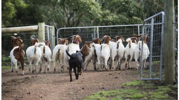 Goat theft is a 'significant issue' for regional Queensland police.