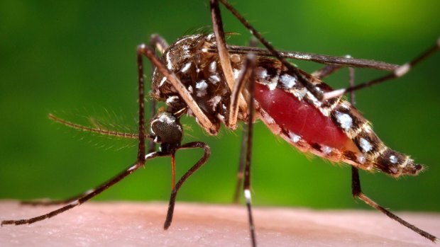 "Nuisance" levels of mosquitoes have prompted the Sydney Olympic Park Authority to start its annual spraying program to reduce the area's population. 