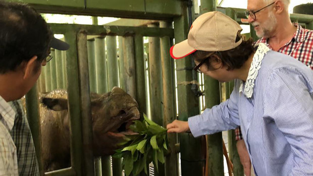 Iman, a 25-year-old female Sumatran rhino, died at a sanctuary in Borneo on Saturday. Her death marks the extinction of the species in its native Malaysia.