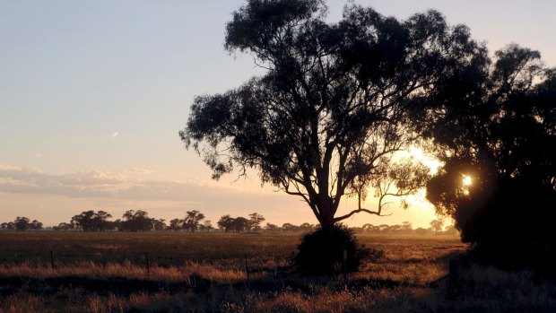 The pandemic may be accelerating the tree-change trend.