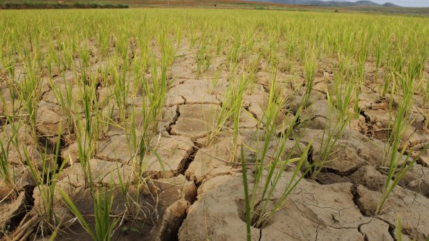 North Korea suffered from a crippling drought in 2012.