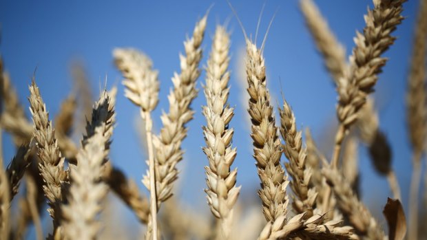Wheat output has plunged in NSW.
