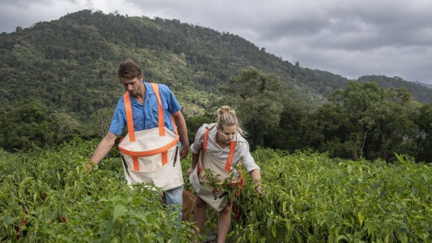 Isabelle Devine and Jack Murday run a chilli and paw paw farm in Mossman, far north Queensland.