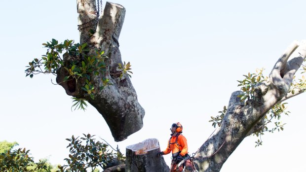 Tree loppers cut branches off the Anzac Parade Moreton Bay fig trees scheduled for destruction to make room for the light rail.