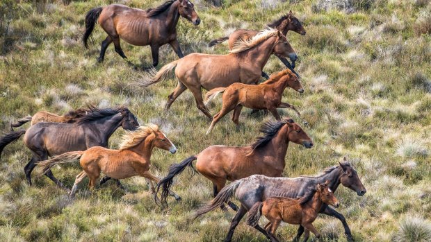 Feral horse numbers in the Kosciuszko National Park are apparently rising rapidly - but the Berejiklian government appears to have missed another chance to reduce them.