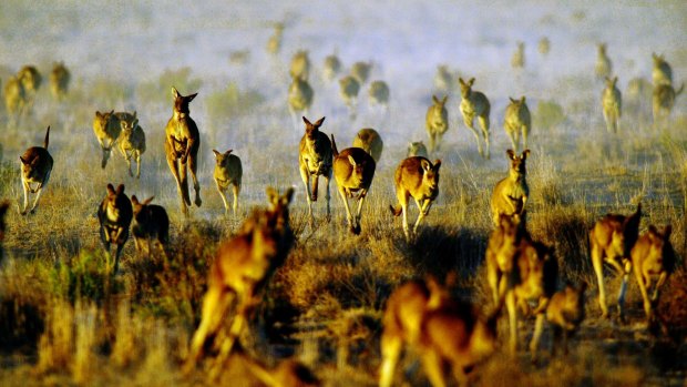A mob of grey kangaroos on the run through Oxley Station in Macquarie Marshes in the Western Plains of New South Wales.