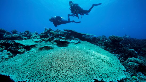 Research into coral reefs extends from studying how they cope with higher temperature to what happens when waters turn more acidic.