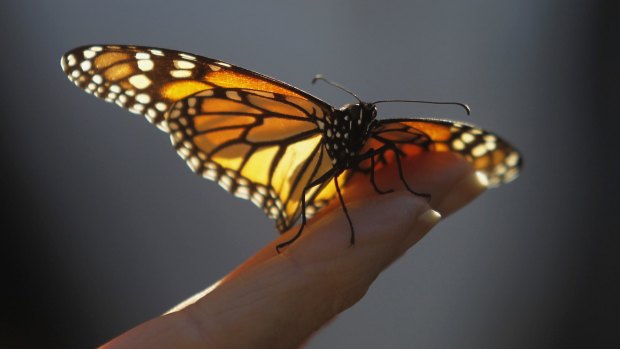 The beauty of a monarch butterfly.