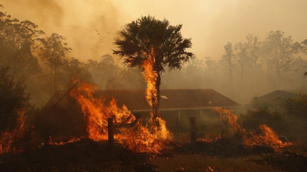 Trees burn dangerously close to property at Lakes Way north of Forster. 