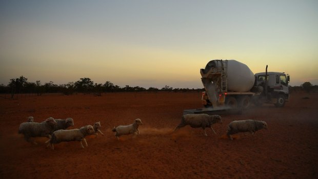 No break in the weather: sheep rush to eat from a trough filled with fodder from a converted cement truck used by Stuart Le Lievre on his Yathonga Station beside the Darling River near the town of Tilpa.