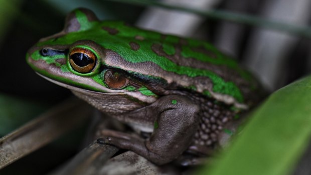 Graeme Samuel said the EPBC Act "does not enable the Commonwealth to protect and conserve environmental matters that are important for the nation".