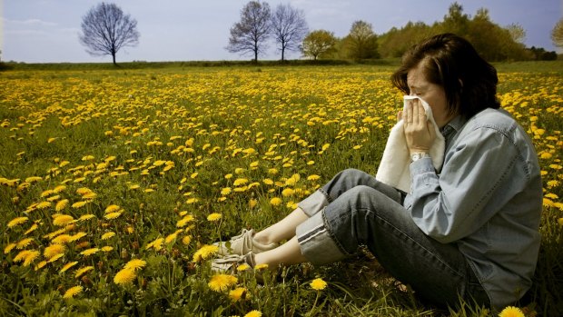 Researchers are working on a pollen forecast which could accurately predict when people would get hayfever.