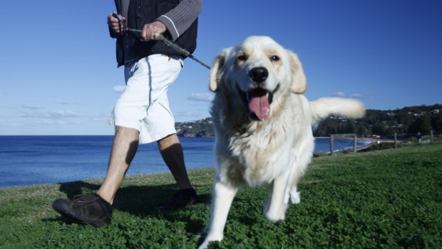 Golden retrievers were one the most popular breed list. Unsurprisingly.