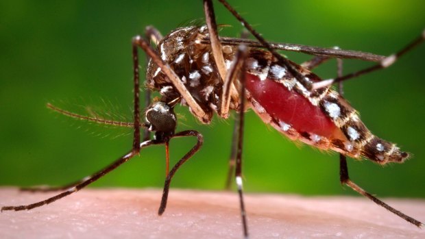 Local scientists believe mosquitoes are most likely responsible for transmitting the Buruli ulcer to humans. 